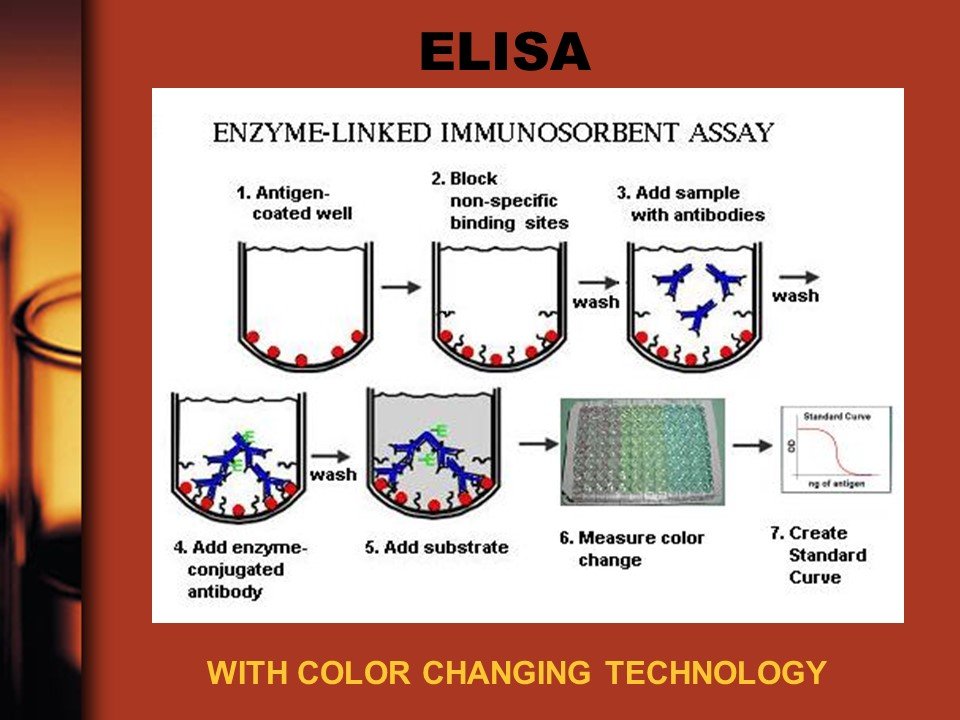 elisa